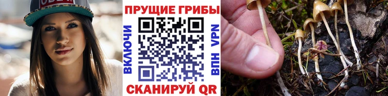 Галлюциногенные грибы Magic Shrooms  Суворов 